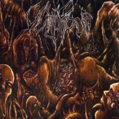 Vulnificus - Inclination